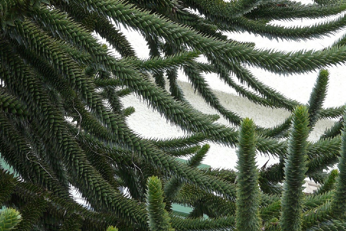 Ho detto basta all’abete classico: la pianta da interno che sta ridefinendo il Natale 2025